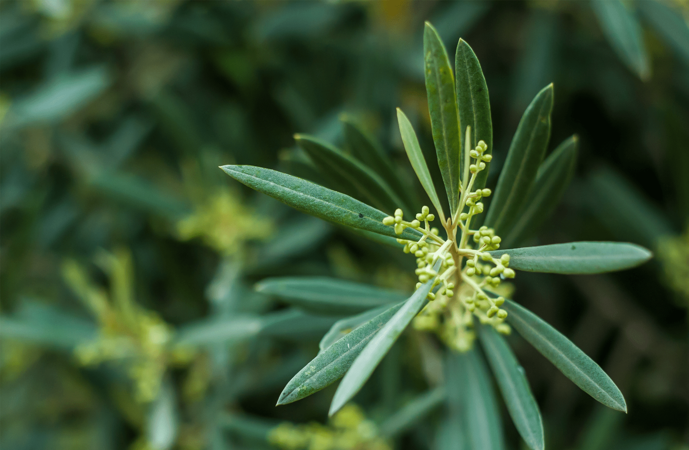 Maroc Export — photograph 3