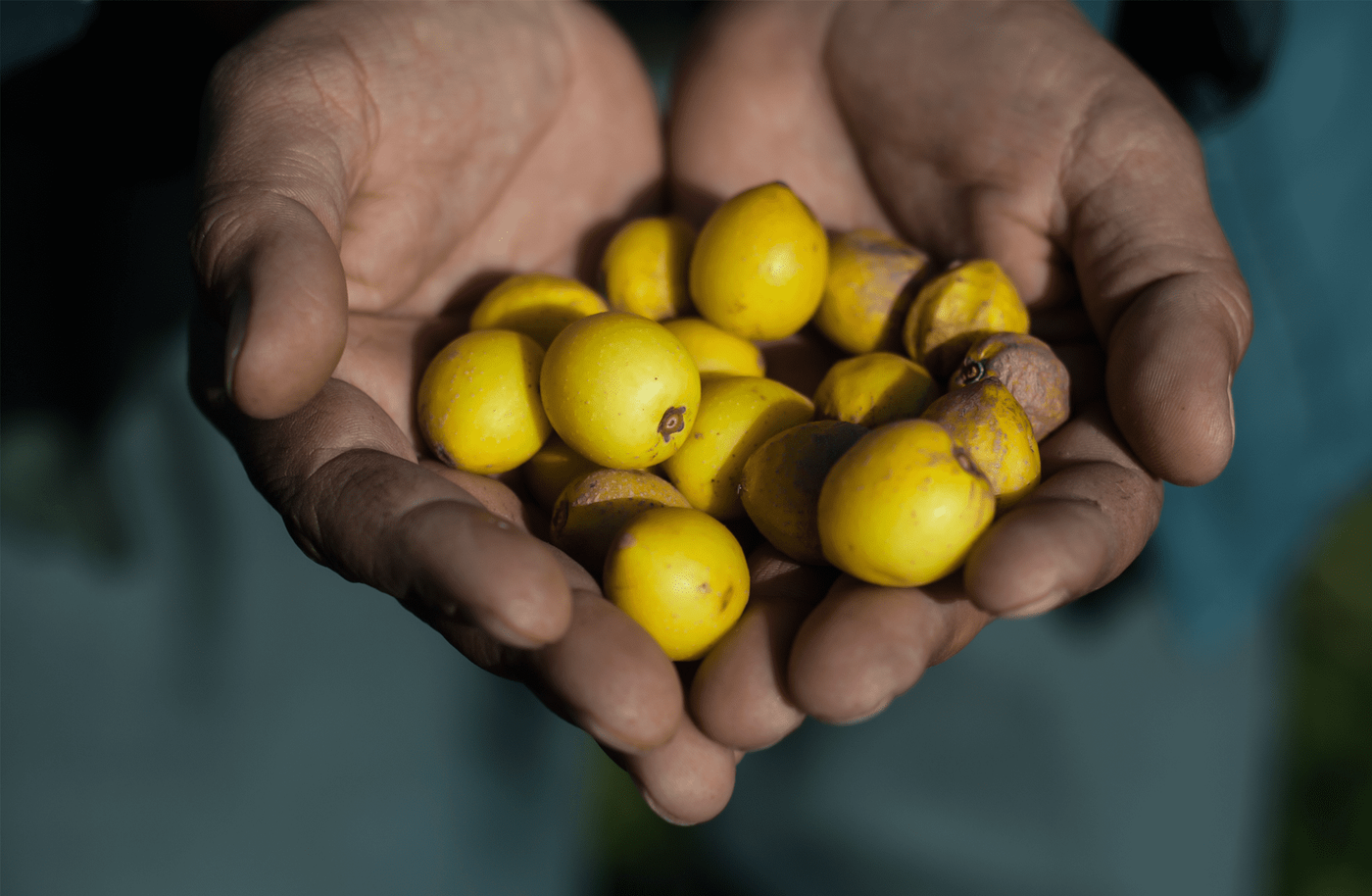 Cupped weathered hands holding a pile of small yellow lemons