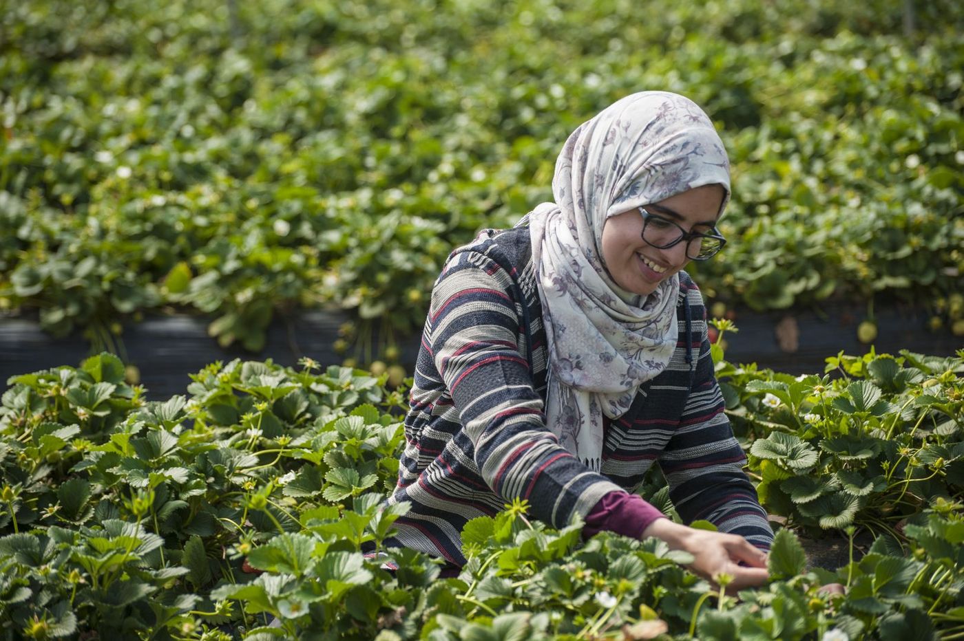 Woman in headscarf and glasses smiles while picking strawberries in a green field