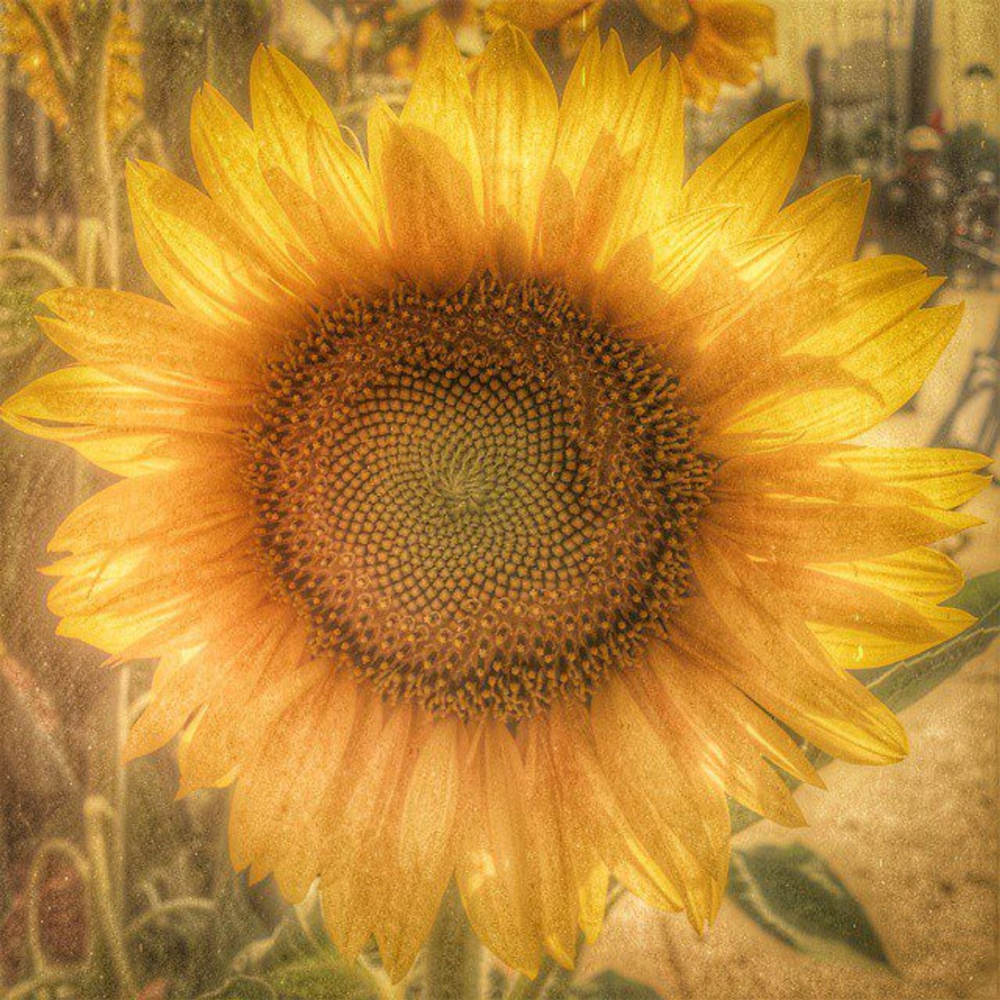 #Dailycircle — photograph 61