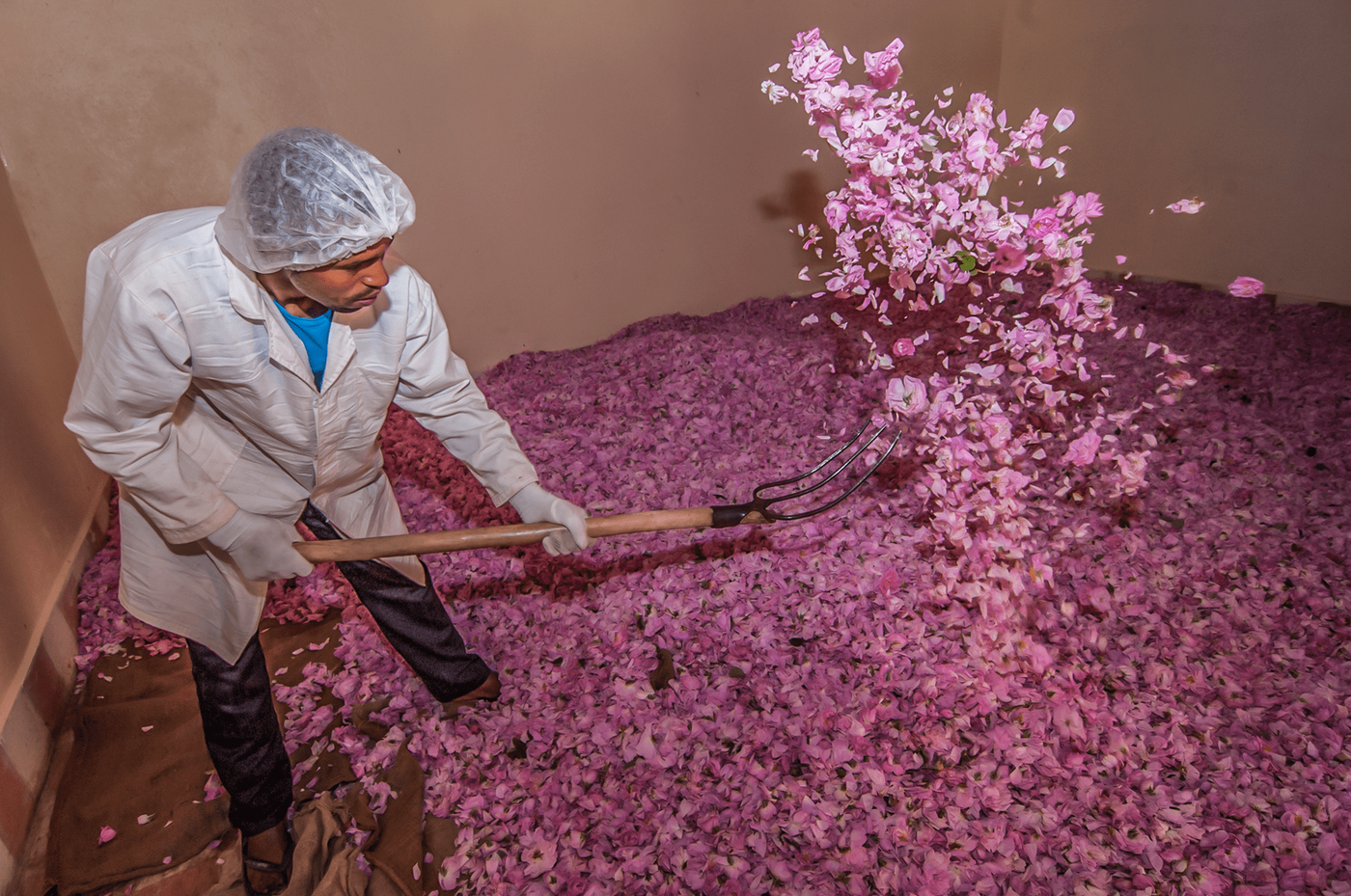 Festival of Roses — photograph 3