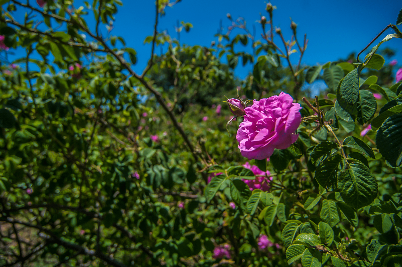 Festival of Roses — photograph 2