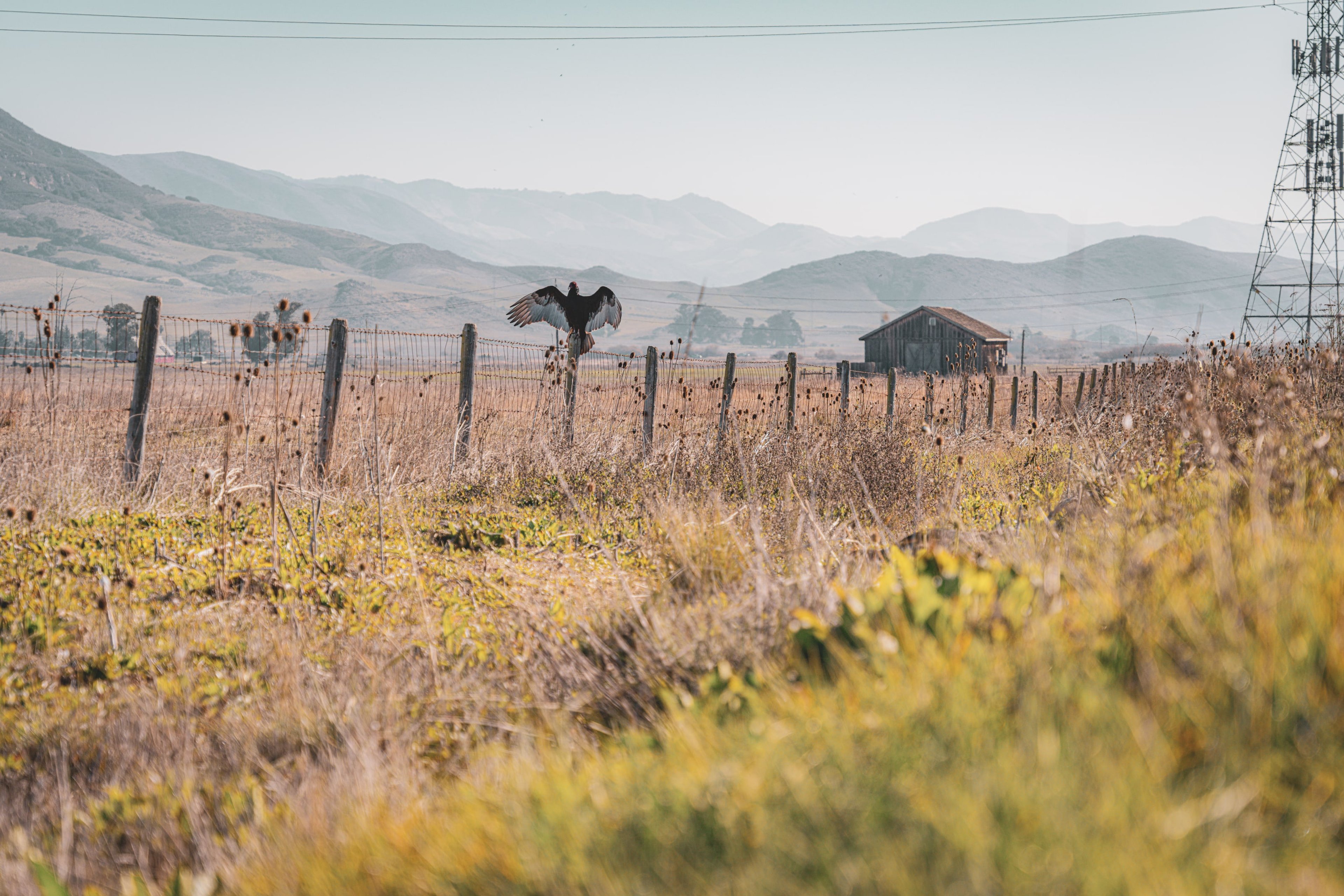 A hawk lifting off a fence post over dry golden farmland, hazy hills beyond