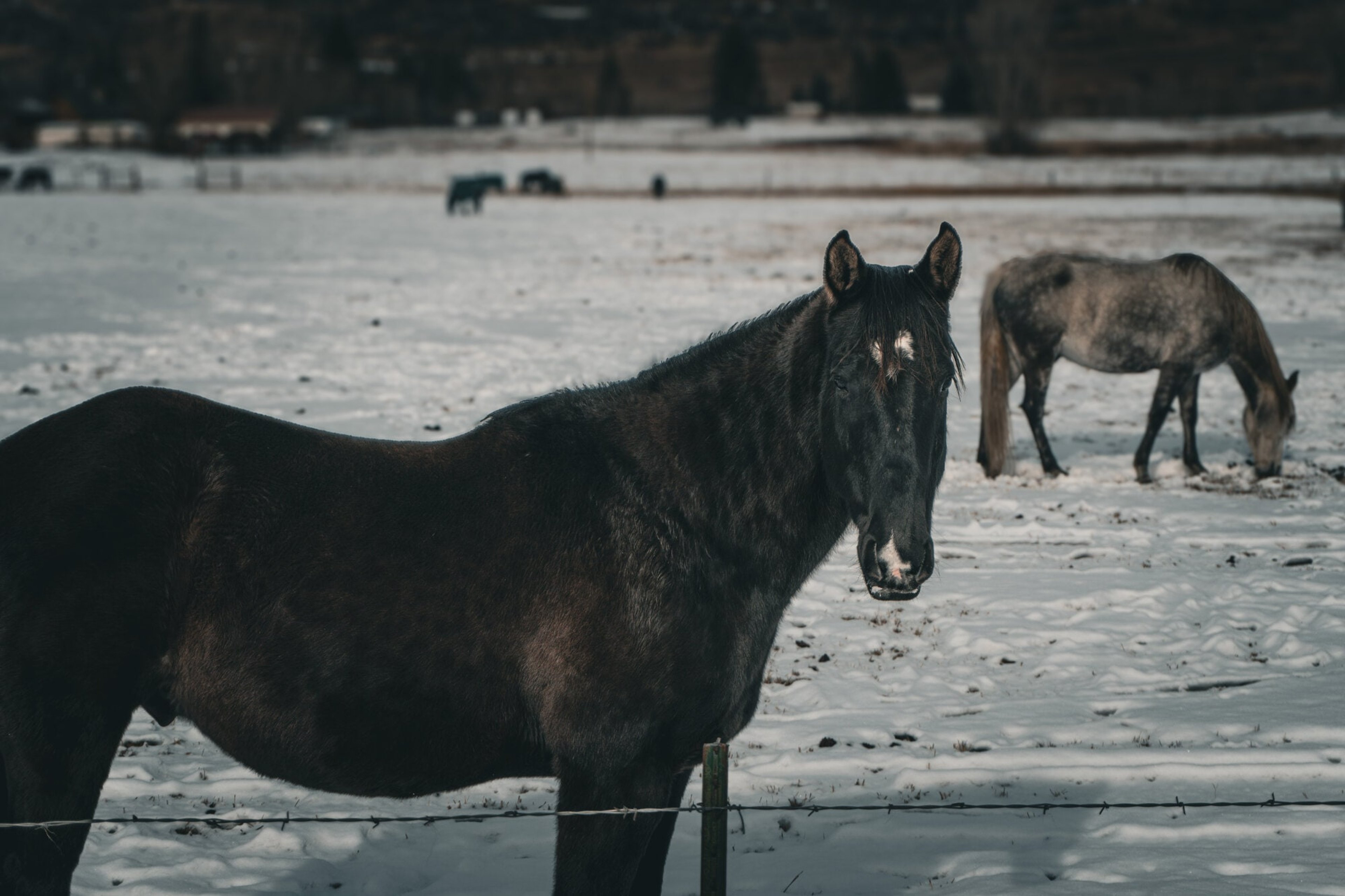 Dark horses grazing a snow-dusted pasture in flat winter light