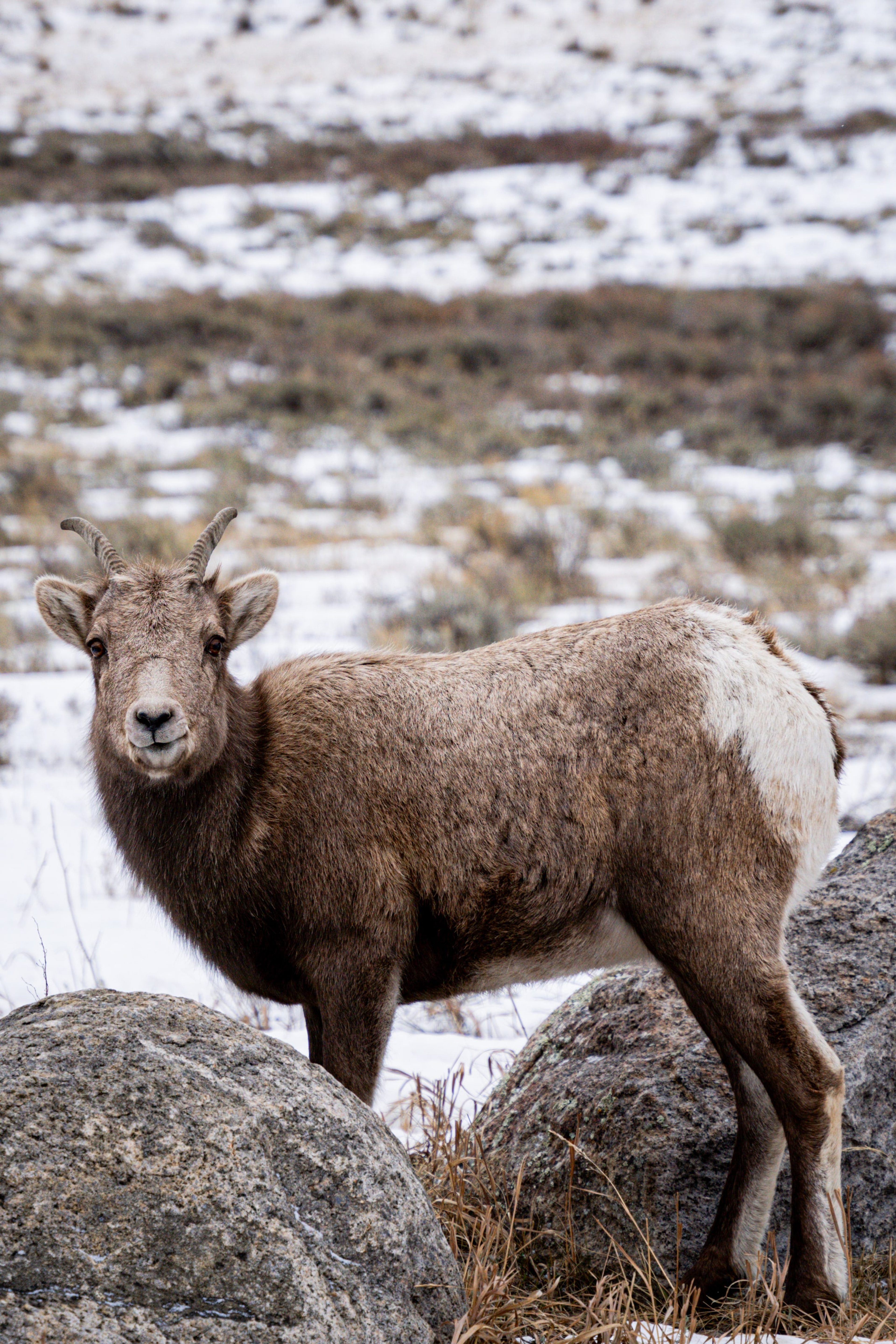A bighorn sheep standing among snowy boulders in soft winter light