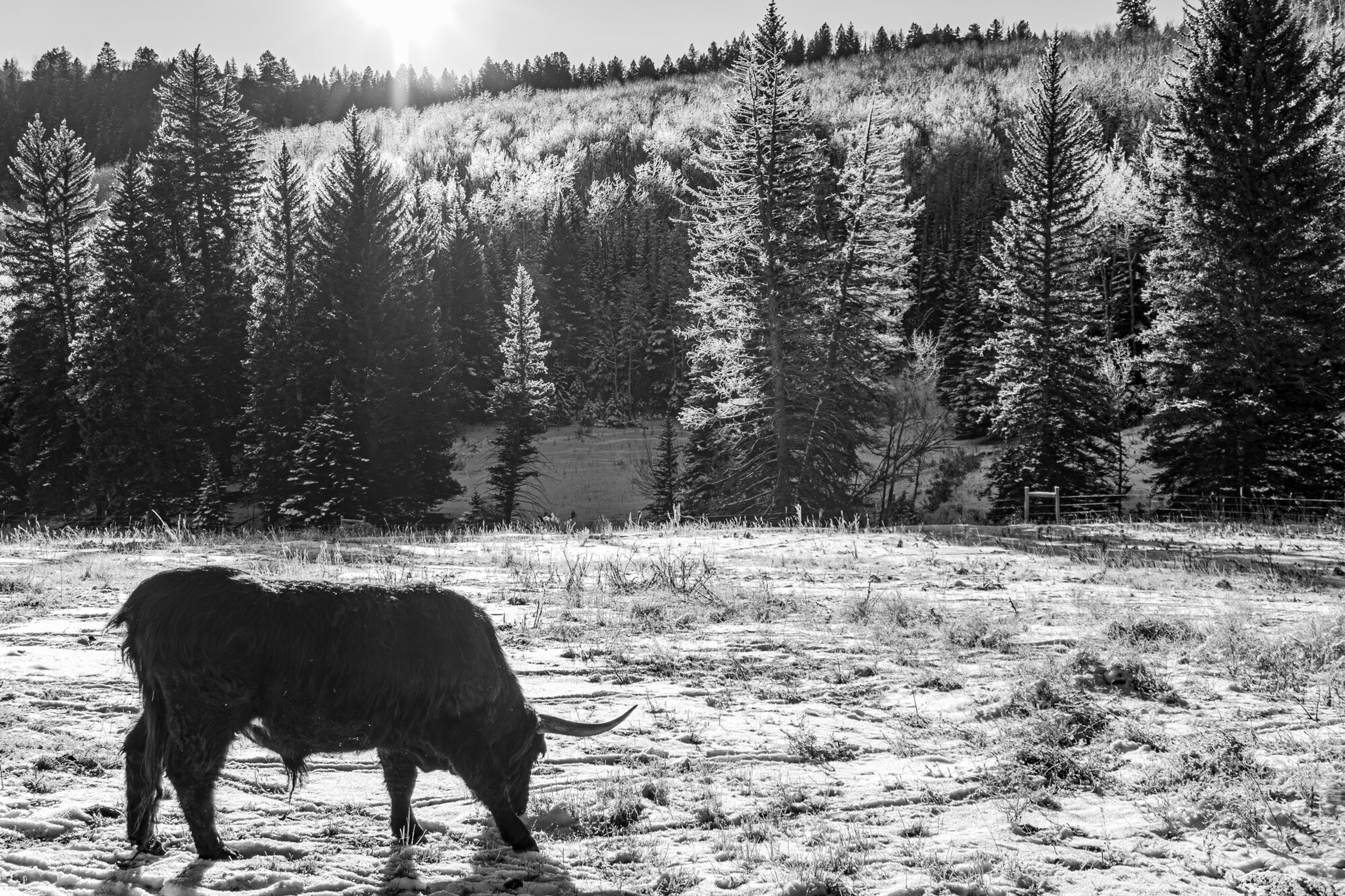 A highland calf grazing at the edge of a snowy pasture below dark timber, in black and white