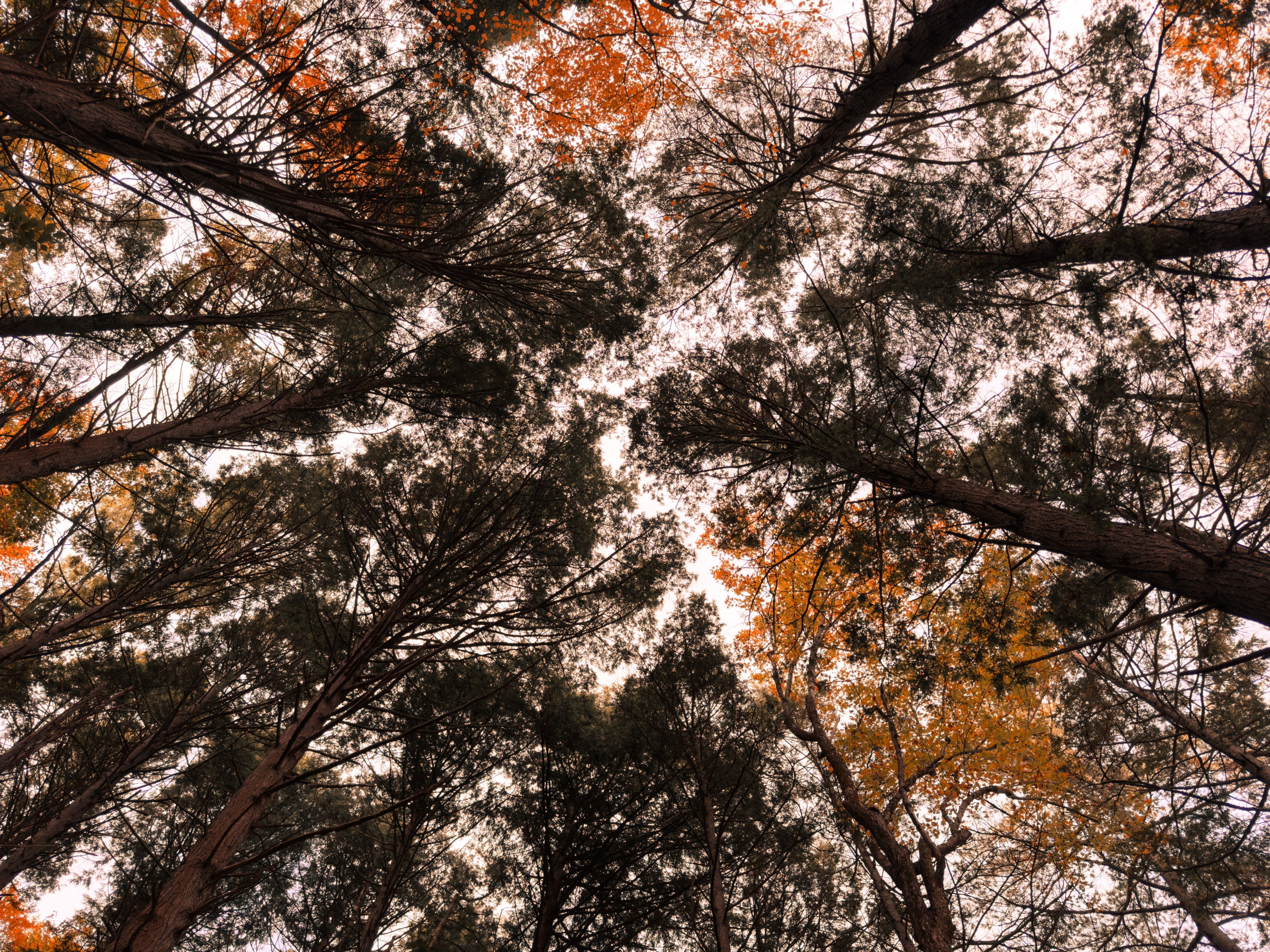 Autumn treetops radiating overhead against a pale sky