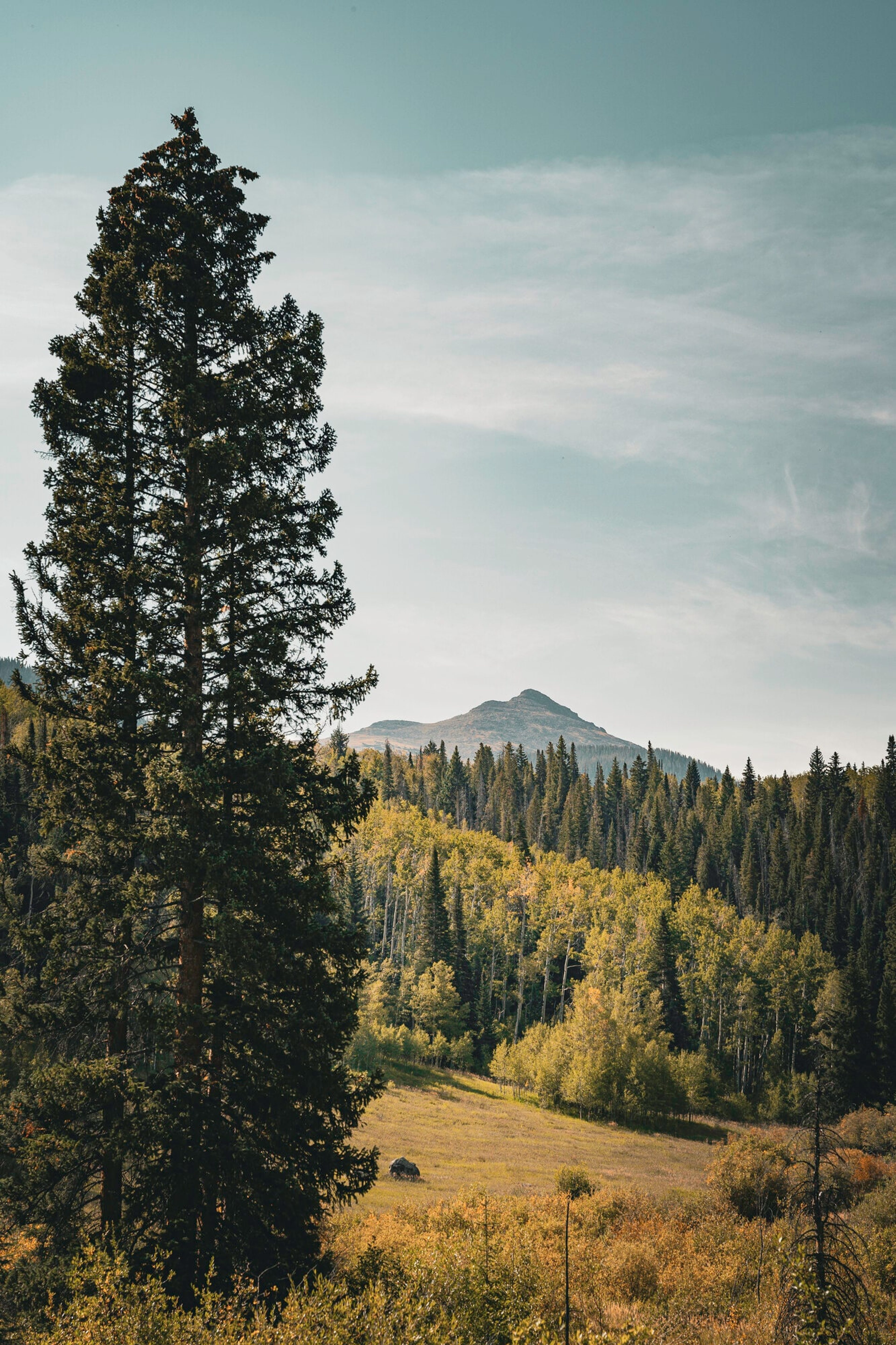 A tall lone evergreen standing over a golden valley near Lake Creek