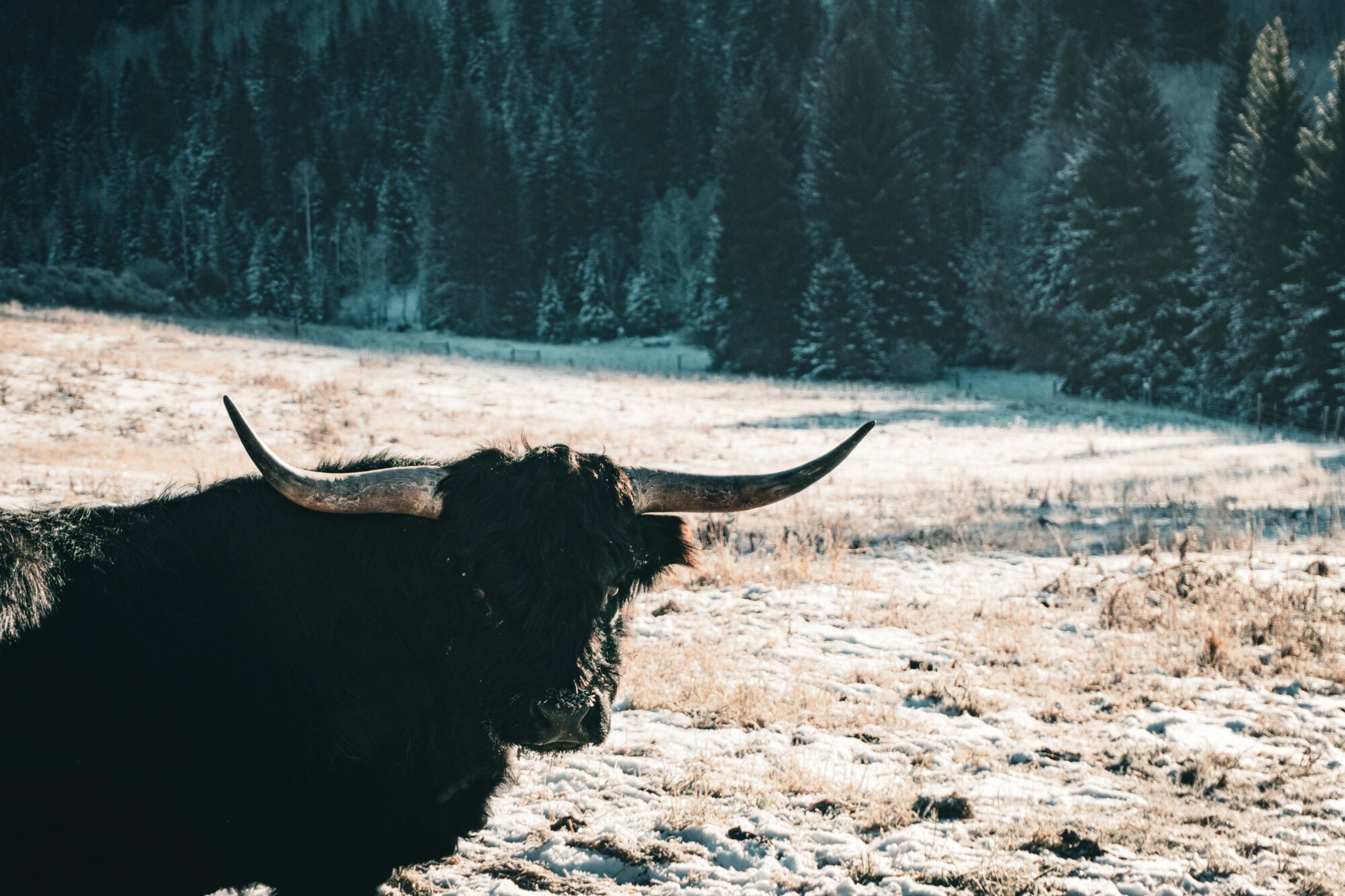 A long-horned highland cow in a frosted valley pasture at dusk