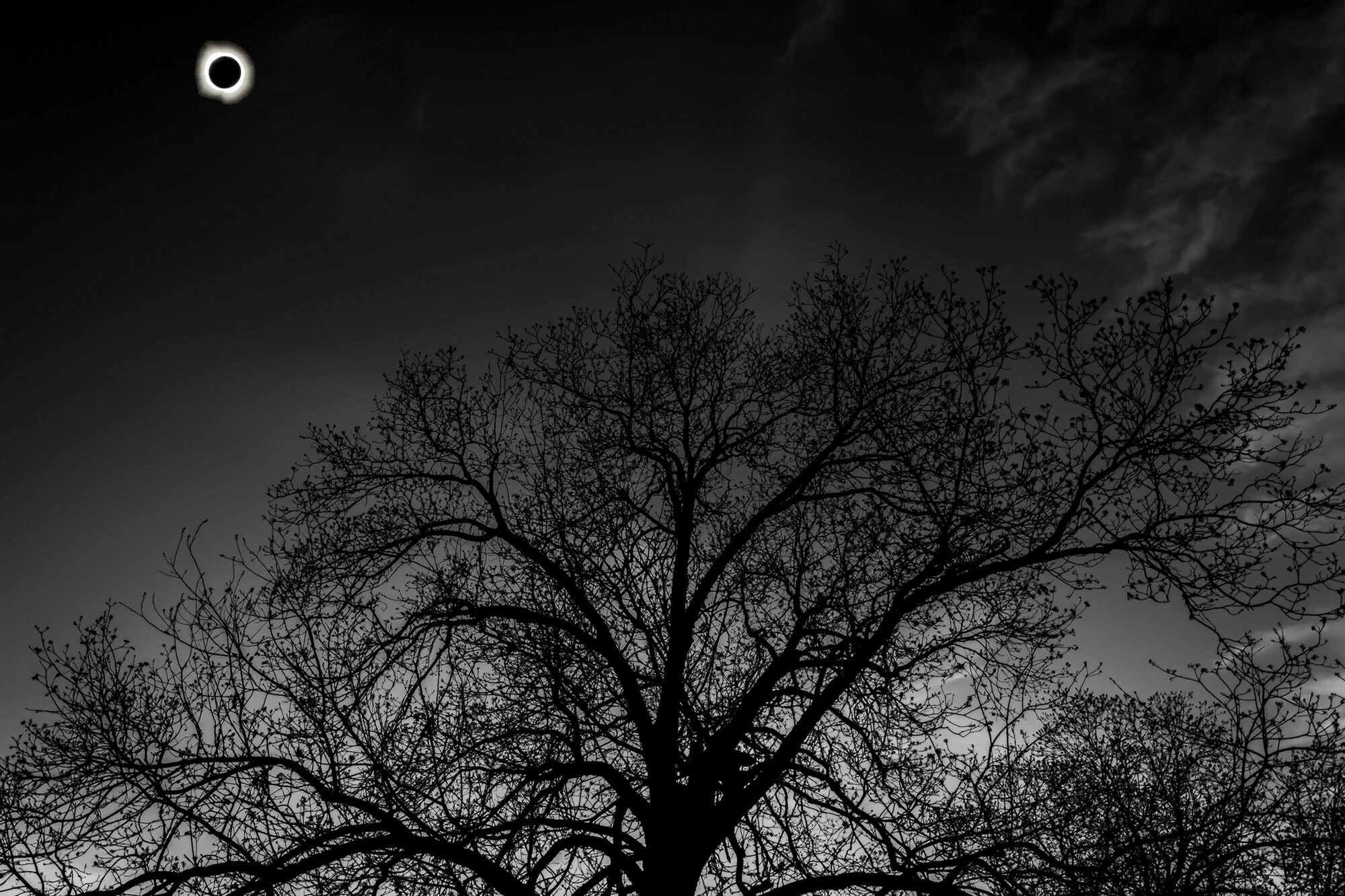 Solar eclipse burning through a dark sky above the bare crown of a sycamore, in black and white