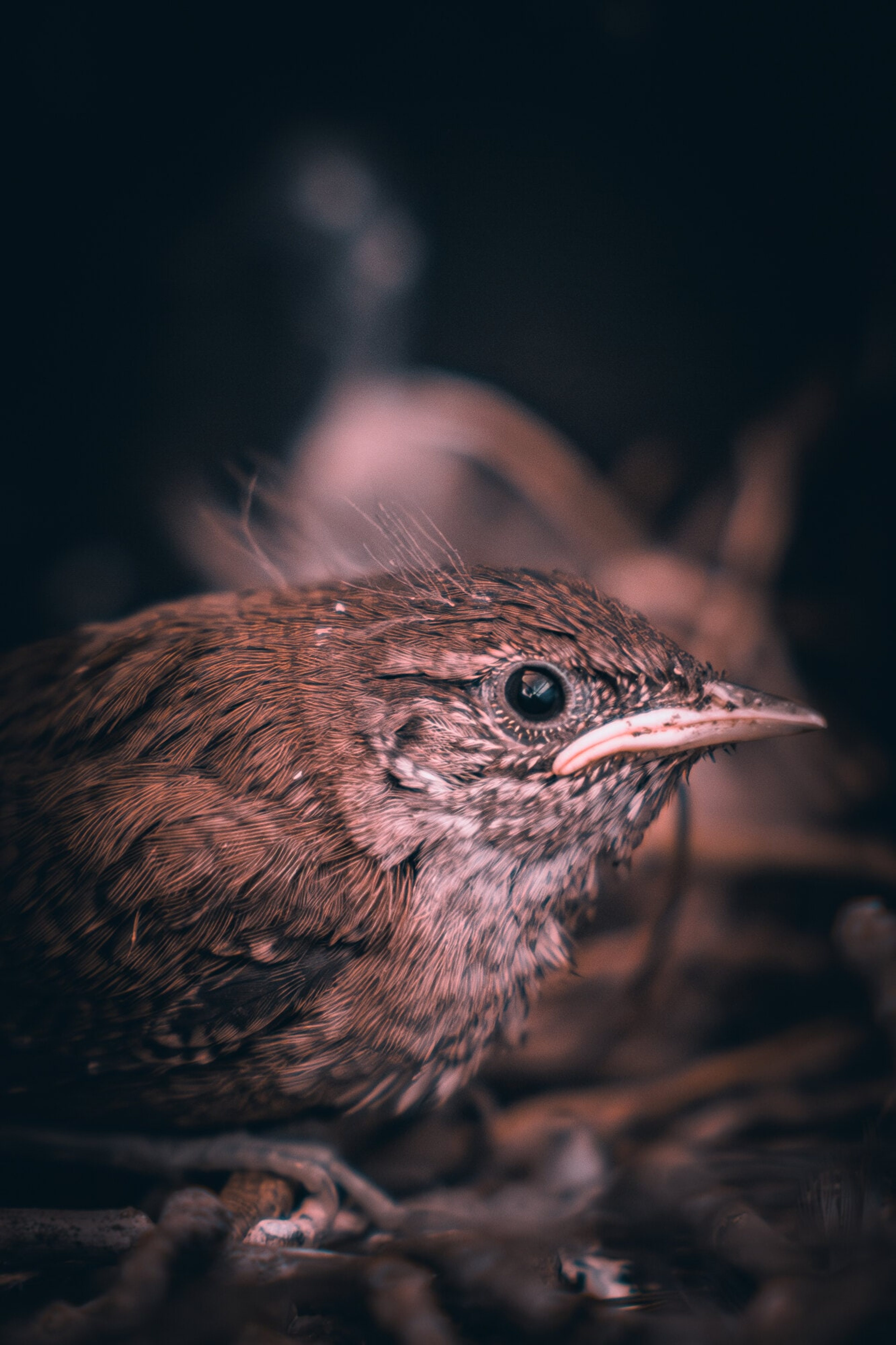A fledgling wren resting in its nest in warm shadow