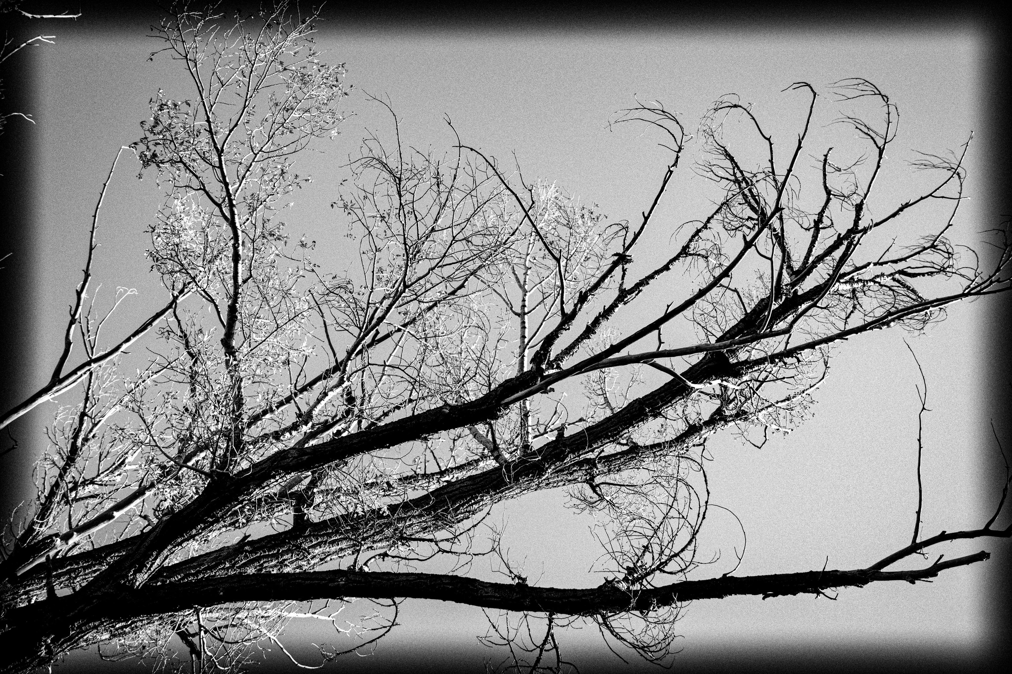Bare branches reaching across a white winter sky, in black and white