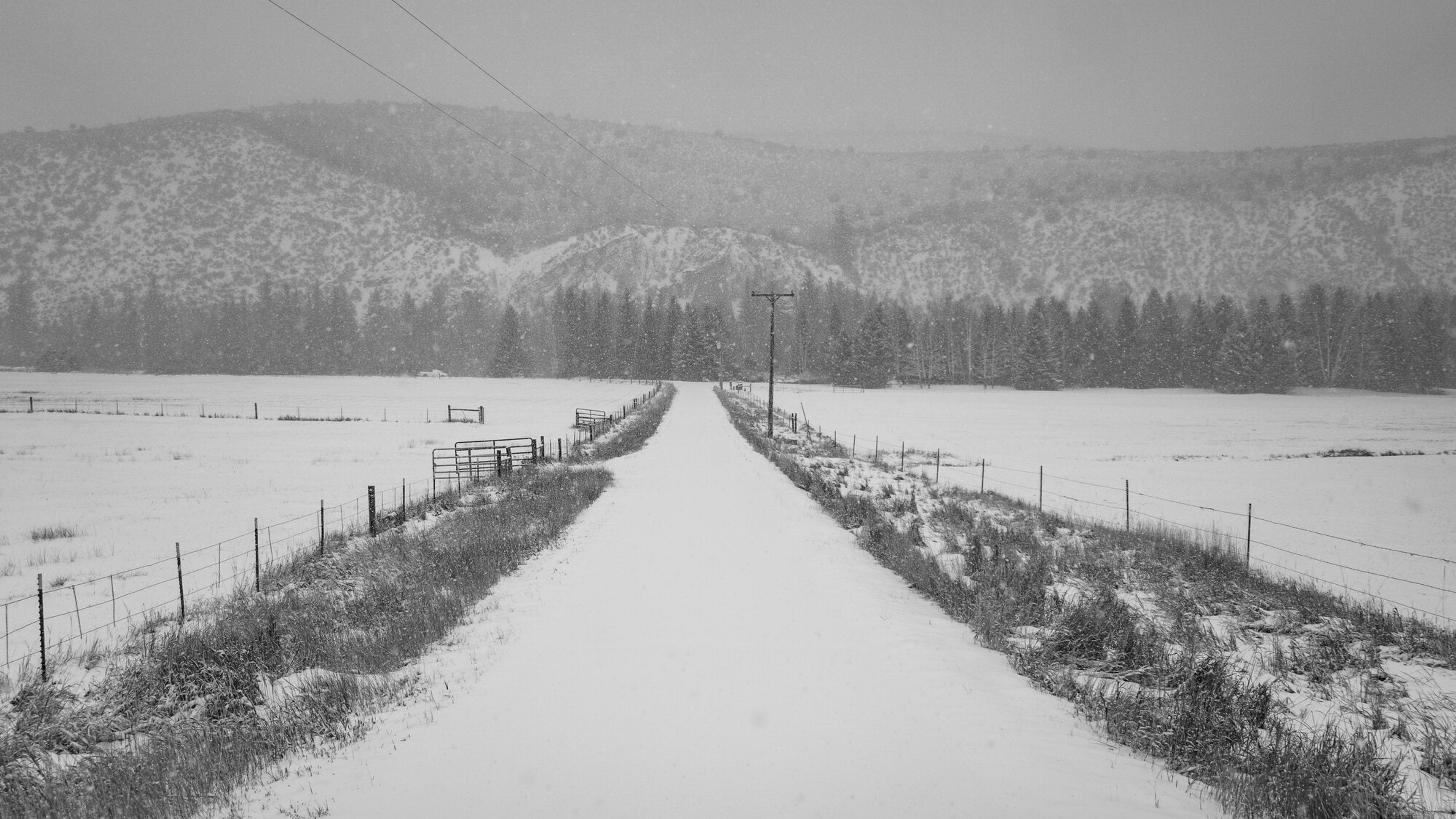 A ranch road running straight into falling snow between fence lines, in black and white