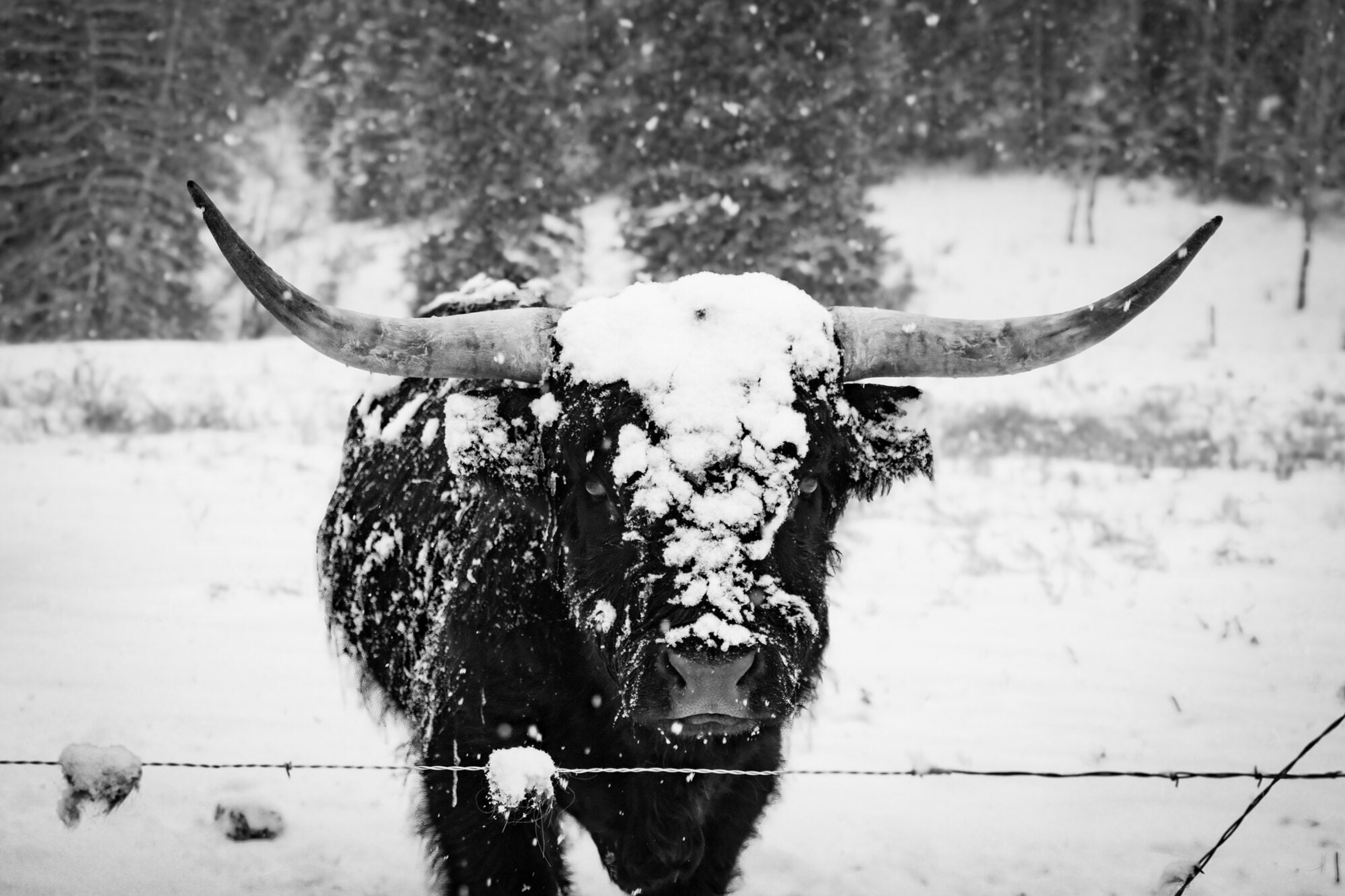 A highland cow with snow-dusted horns staring through falling snow, in black and white