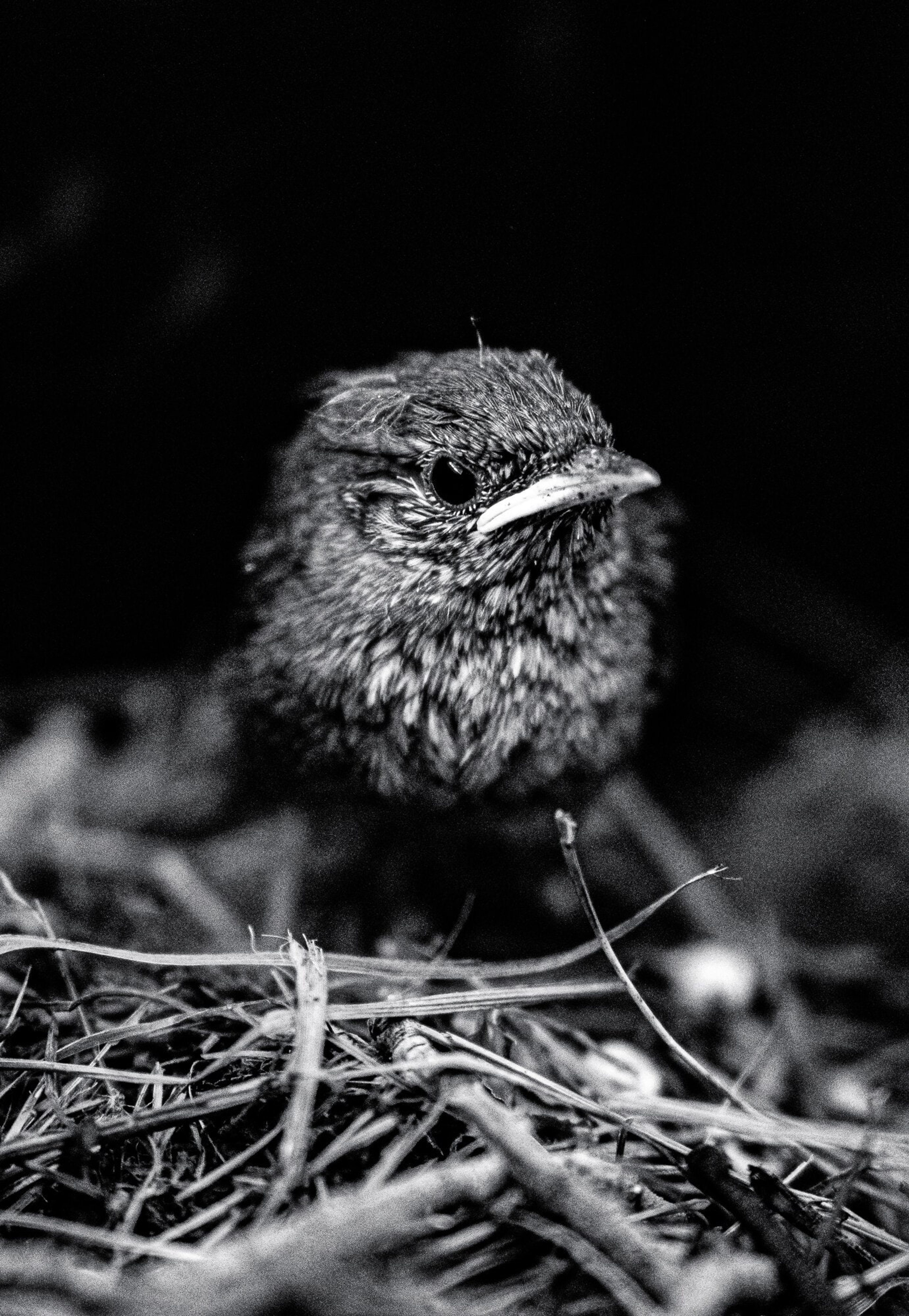A fledgling wren perched in its nest, feathers ruffled, in black and white