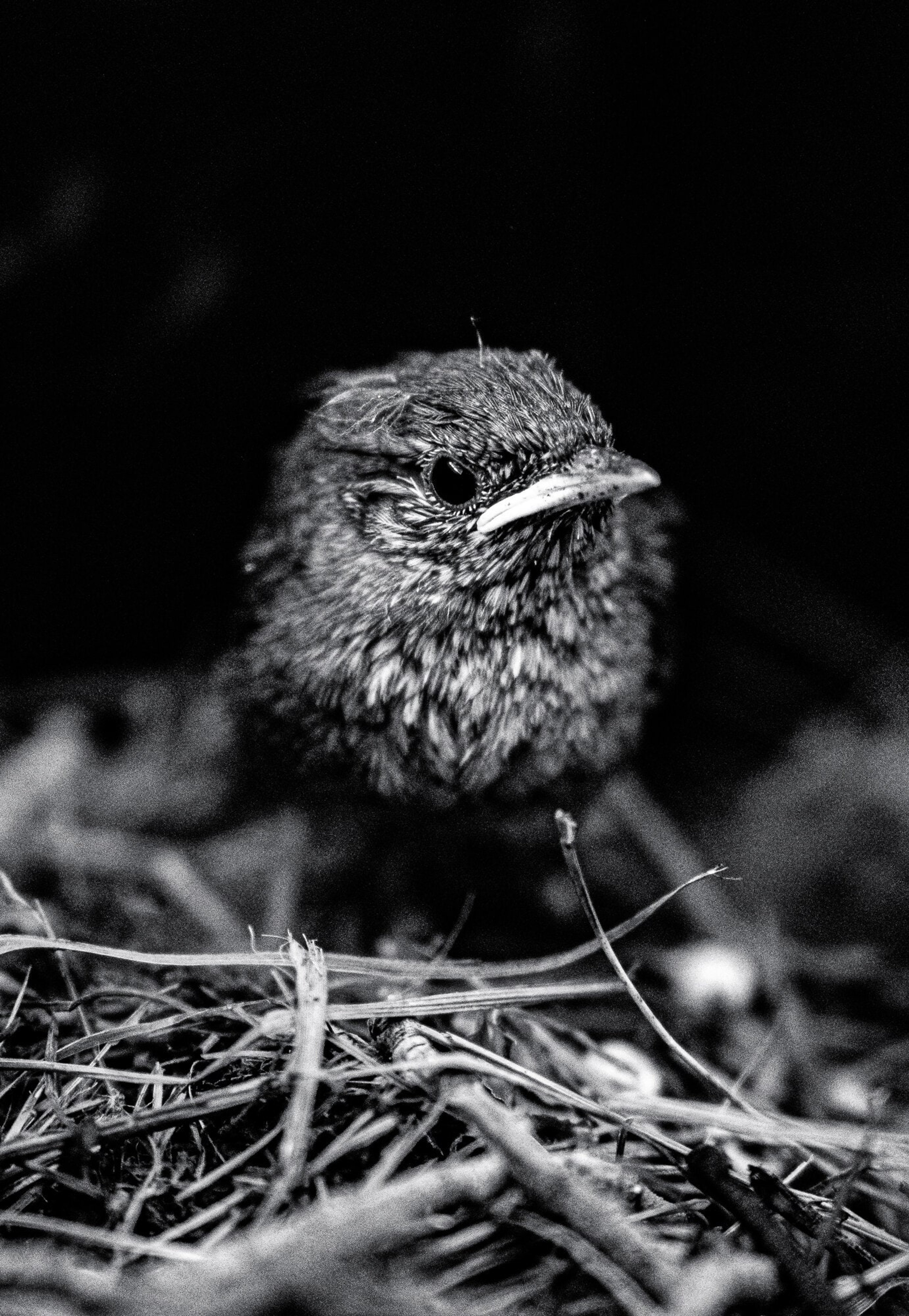 A fledgling wren perched in its nest, feathers ruffled, in black and white