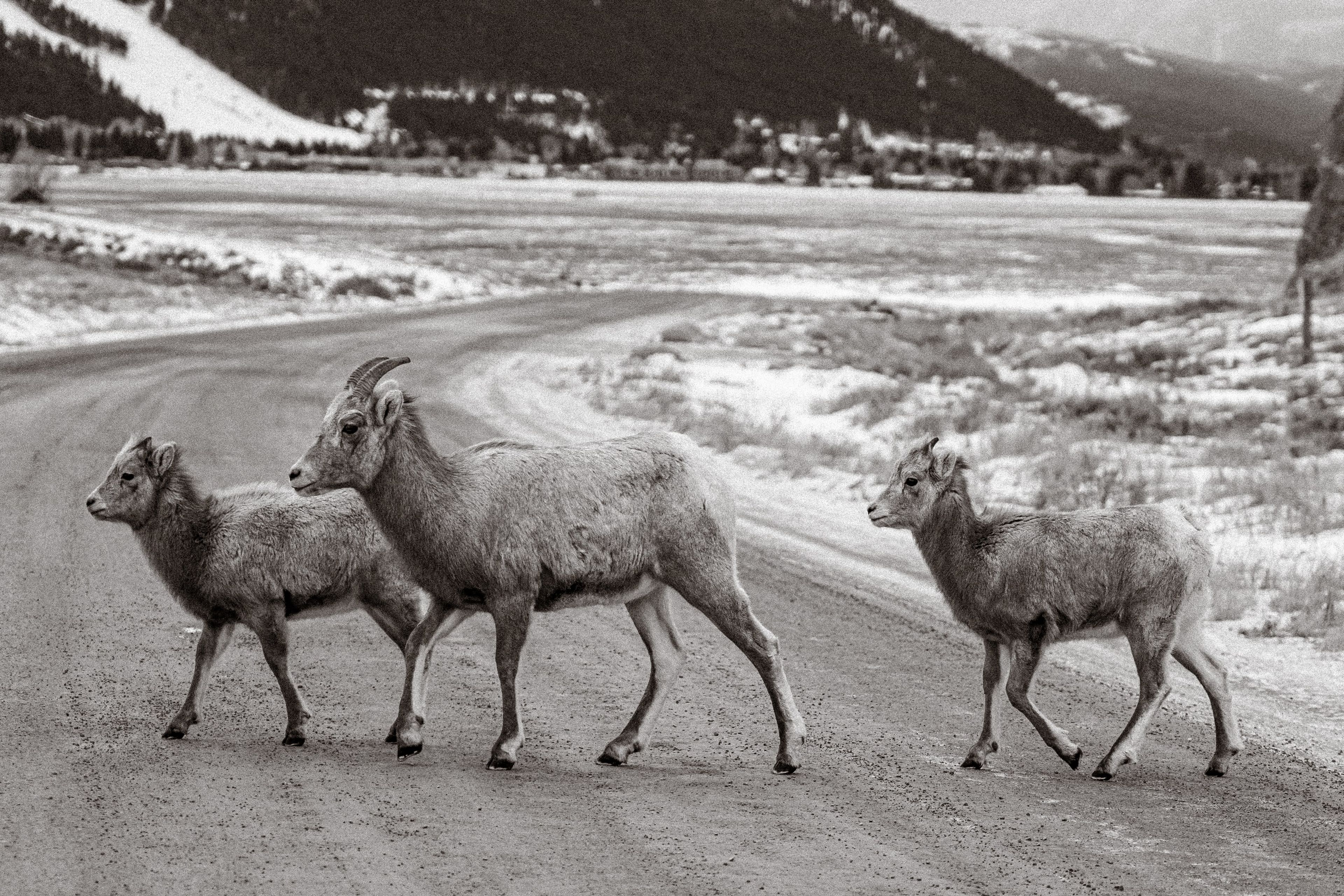 Three bighorn sheep walking a snowy refuge road, in near monochrome winter light