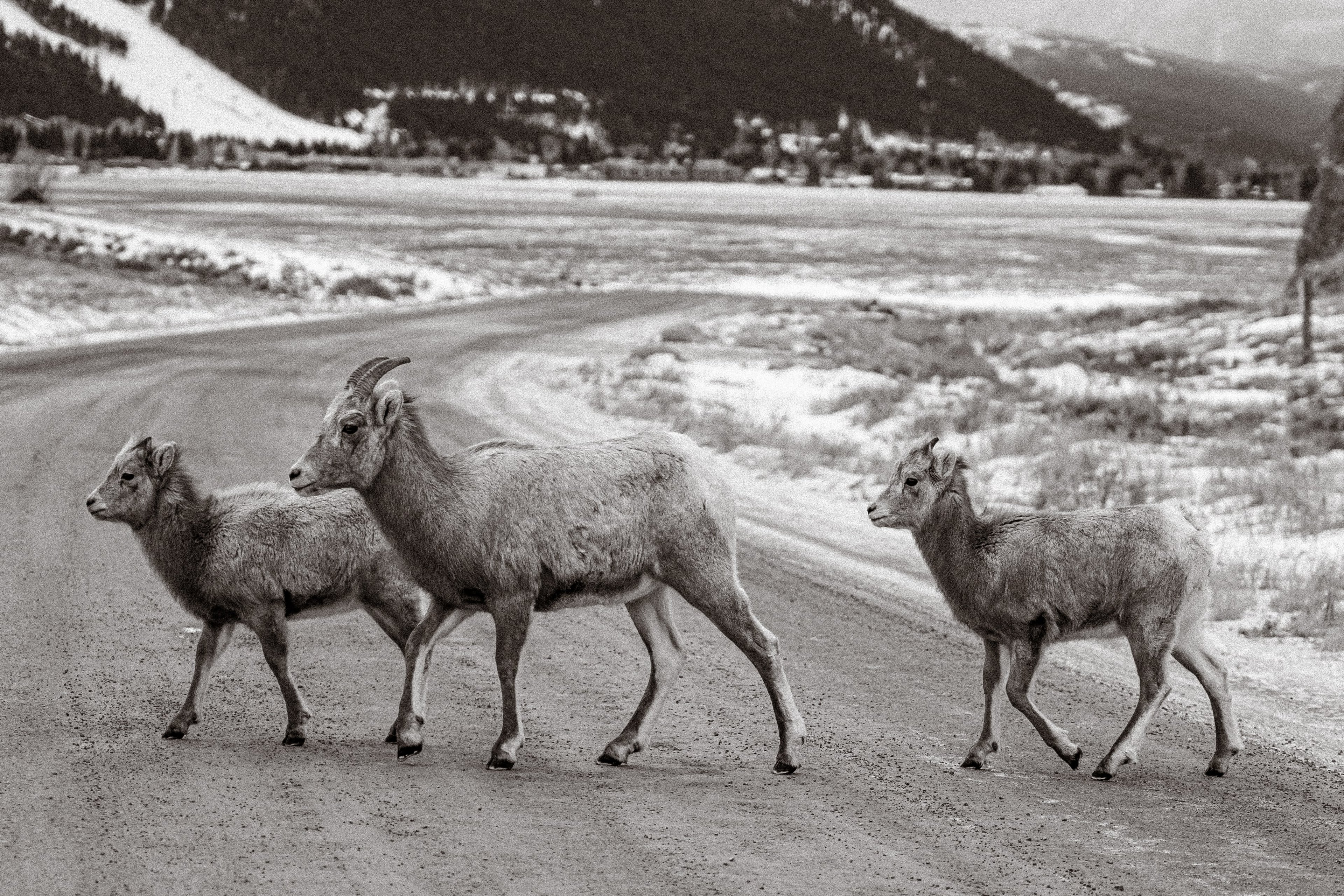 Three bighorn sheep walking a snowy refuge road, in near monochrome winter light