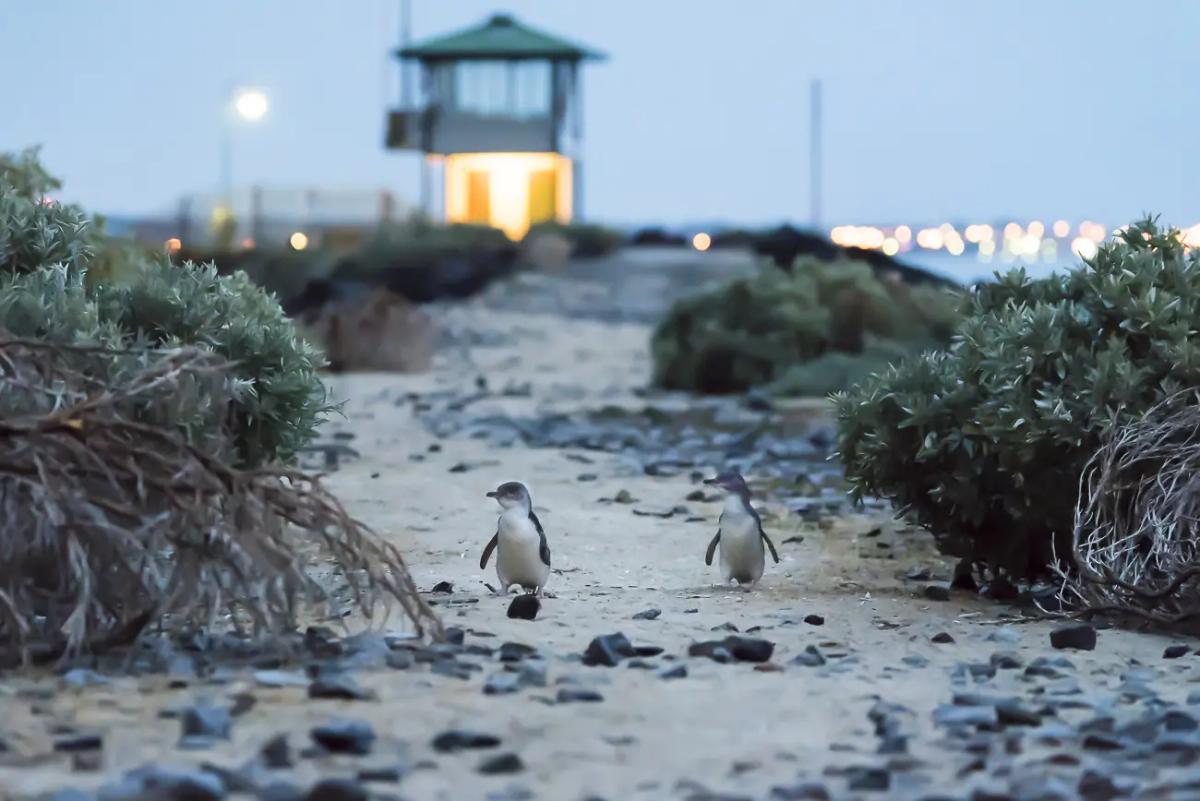 Protecting Victoria's Penguins From Bird Flu