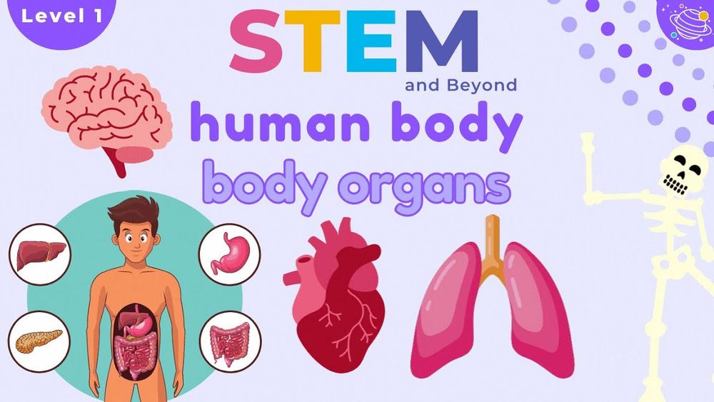 Screenshot of Human Body Organs | Science For Kids