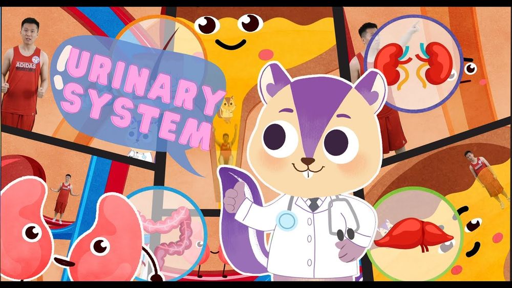 Screenshot of Biology | How do we Pee? Screenshot of Biology | How do we Pee?