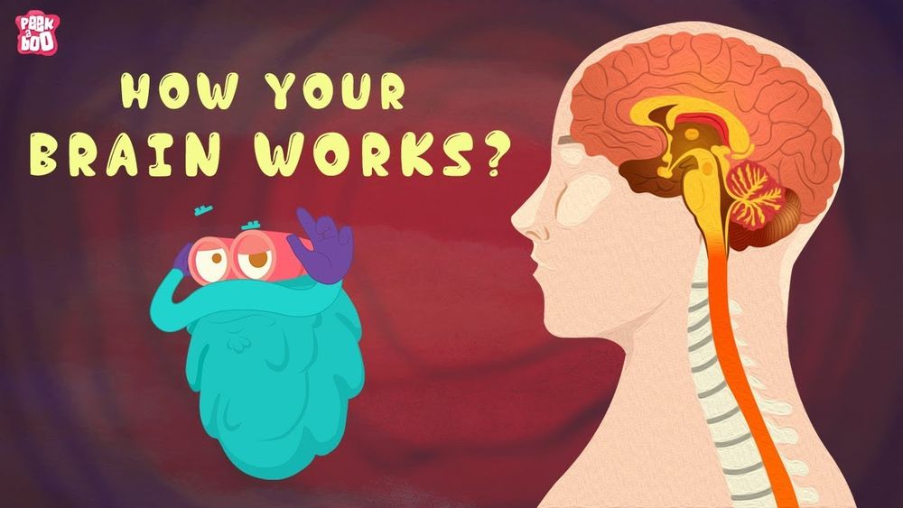 Screenshot of How Your Brain Works? - The Dr. Binocs Show