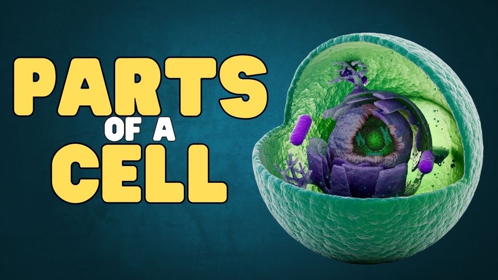 Screenshot of Parts of a Cell