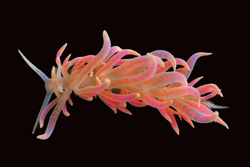 Screenshot of Stealing Stings