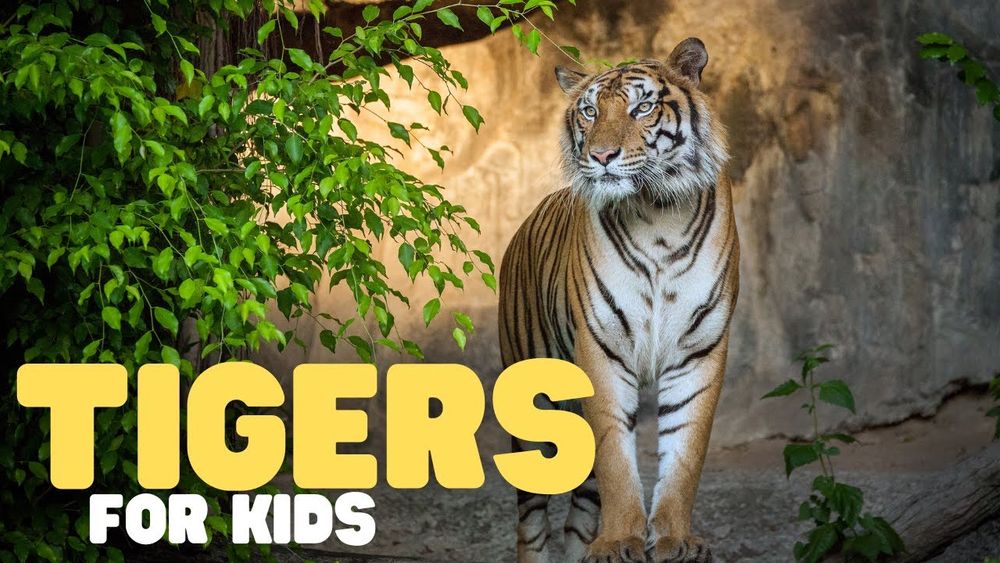 Screenshot of Tigers for Kids