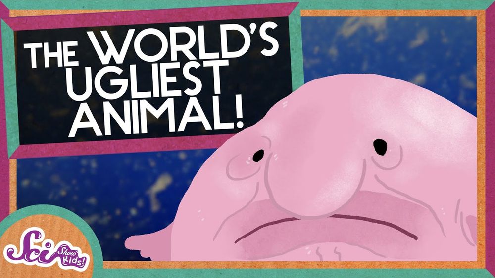 Screenshot of Blobfish: The World's Ugliest Animal