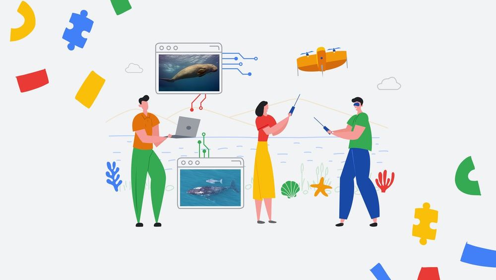 Screenshot of Google AI in Wildlife Conservation