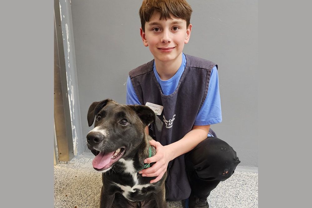 Screenshot of Pals with Paws