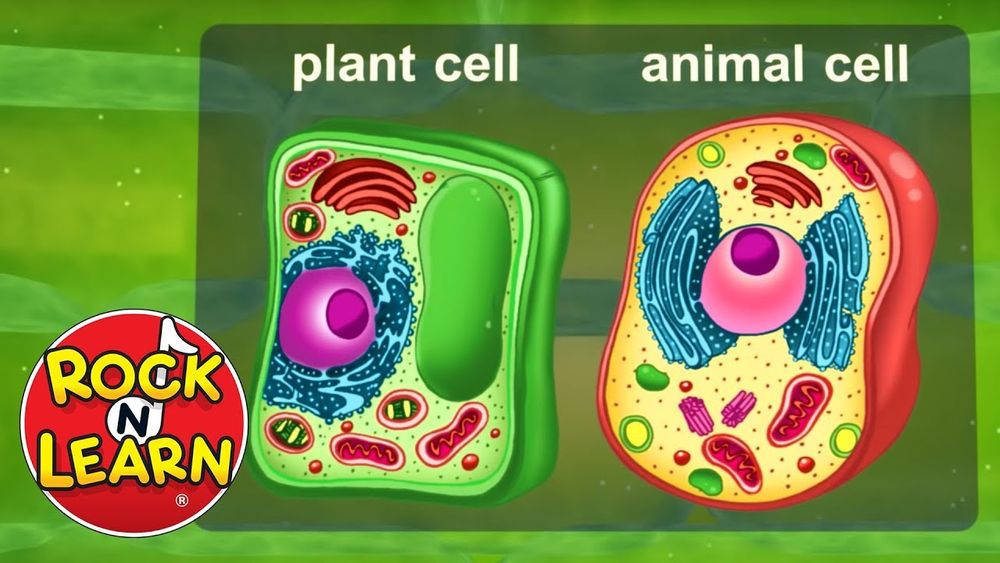 Screenshot of Life Science for Kids