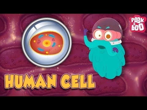 Screenshot of HUMAN CELL - The Dr. Binocs Show