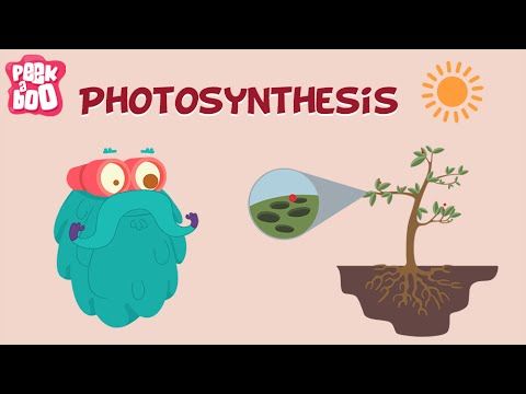 Screenshot of Photosynthesis | The Dr. Binocs Show