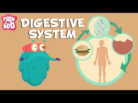 Screenshot of Digestive System | The Dr. Binocs Show