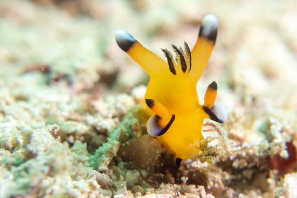 Screenshot of Strange Slugs Screenshot of Strange Slugs