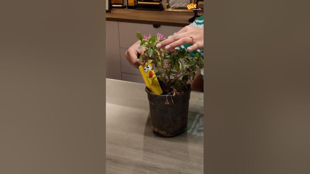 Screenshot of Blix Queaky - Musical STEM Toys Screenshot of Blix Queaky - Musical STEM Toys