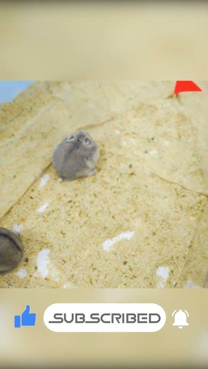 Screenshot of Fight!!! Mortal Combat.:) Squid Game vs Hamsters Screenshot of Fight!!! Mortal Combat.:) Squid Game vs Hamsters