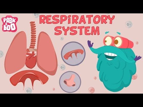 Screenshot of Respiratory System | The Dr. Binocs Show