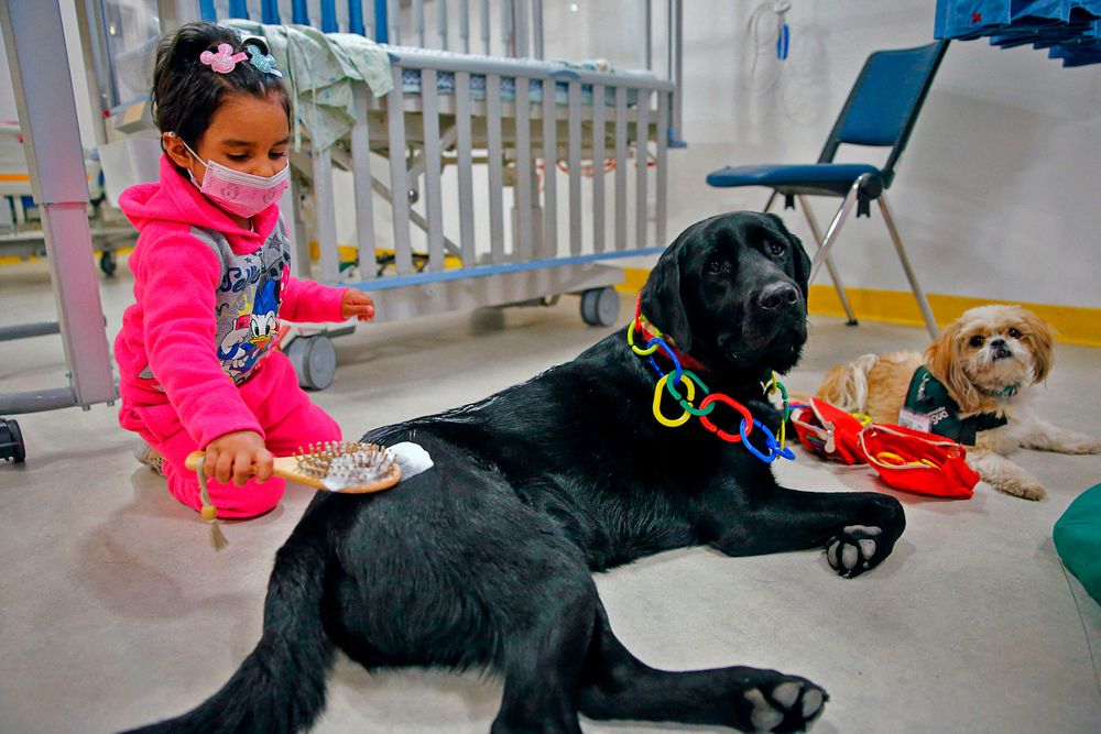 Screenshot of Canine Care Screenshot of Canine Care