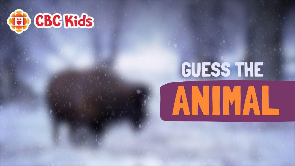 Screenshot of It's the Largest Land Animal in North America — What Is It?