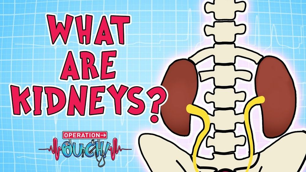 Screenshot of Operation Ouch - What are Kidneys?