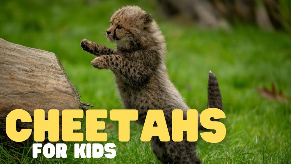 Screenshot of Cheetahs for Kids