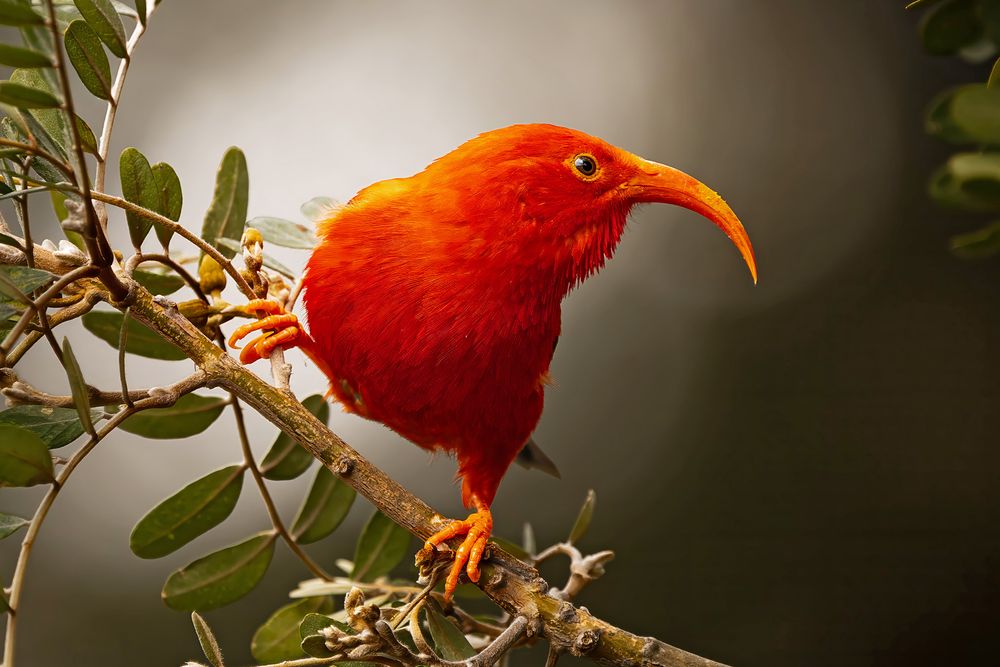 Screenshot of Birds in Trouble