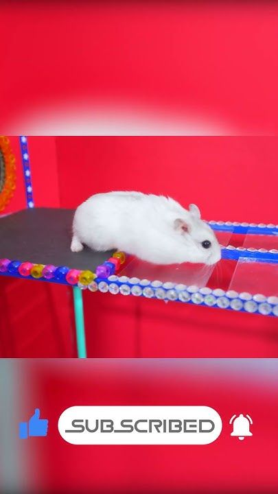 Screenshot of Squid Game vs Hamsters - Challenges