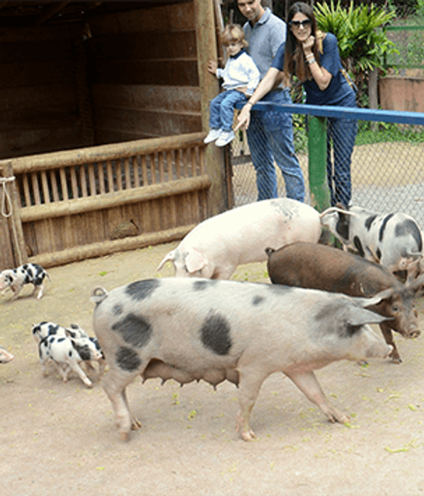Alimentação aos porcos