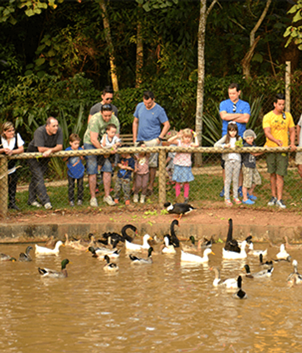 Alimentação dos patos