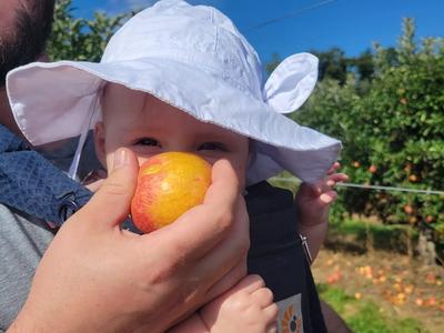 Apple picking at Rosh Hashanah