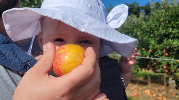 Apple picking at Rosh Hashanah